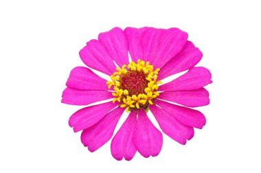 Beyaz arkaplanda izole edilmiş pembe zinnia çiçeği