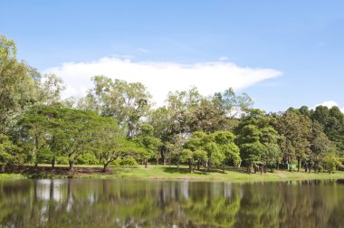 Yaz günü göle ağaca