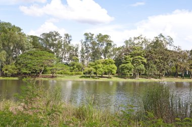 Yaz günü göle ağaca