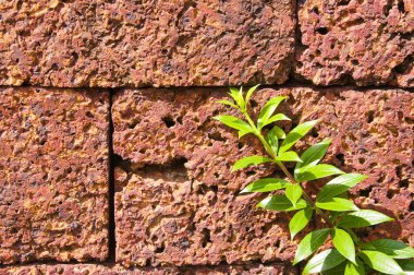 kırmızı tuğla duvar