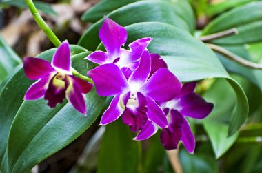 Orkide çiçek