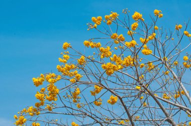 Sarı İpek Pamuk Ağacı çiçekleri