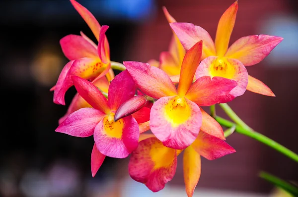Orkide çiçek