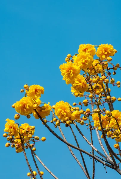 Gula sidenbomullsträd blommor — Stockfoto