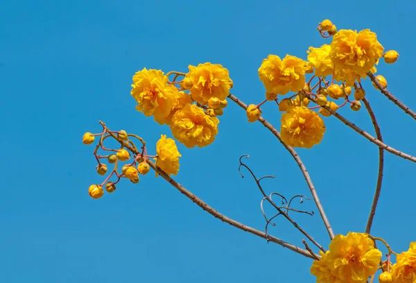 Gula sidenbomullsträd blommor — Stockfoto