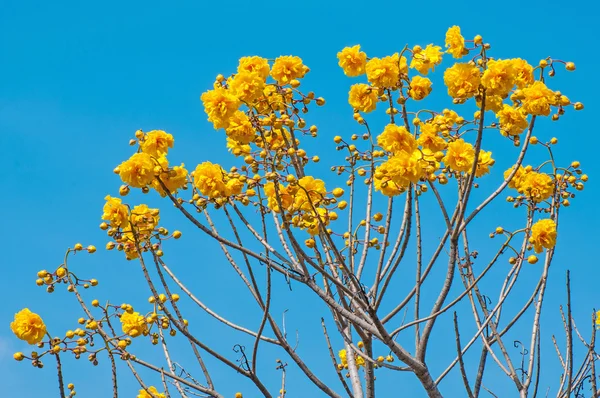 Žluté hedvábí bavlněné květy stromů — Stock fotografie