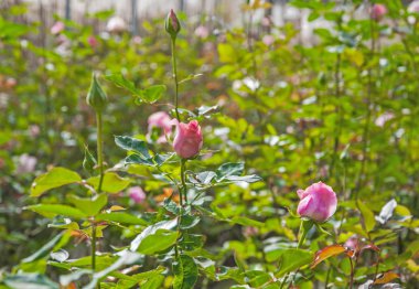 Bahçede pembe güller