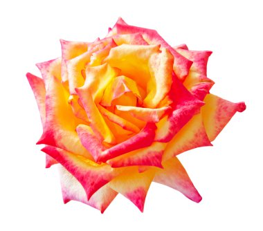 Beyaz arkaplanda izole edilmiş güzel gül çiçeği