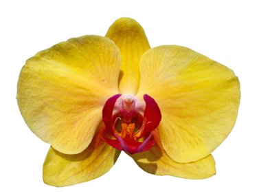 Sarı Orkide