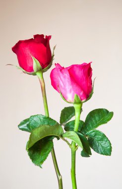 Arka plan üzerinde kırmızı gül