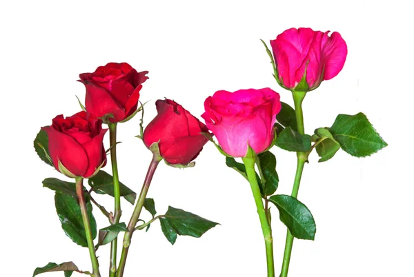 Boeket rozen geïsoleerd op witte achtergrond — Stockfoto