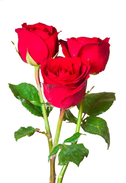 Beyaz arkaplanda izole kırmızı güller — Stok fotoğraf