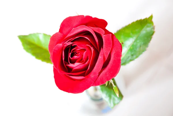 Κόκκινα τριαντάφυλλα σε φόντο — Φωτογραφία Αρχείου