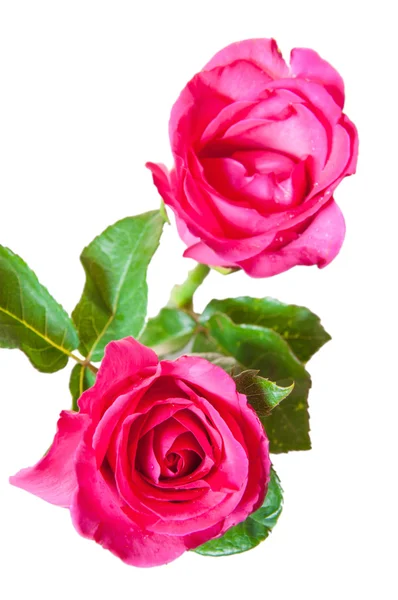 Pink roses isolated on white background Stock Photo