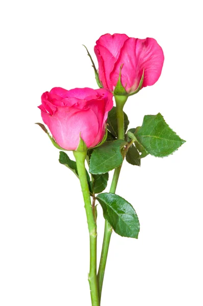 Pink roses isolated on white background Royalty Free Stock Images
