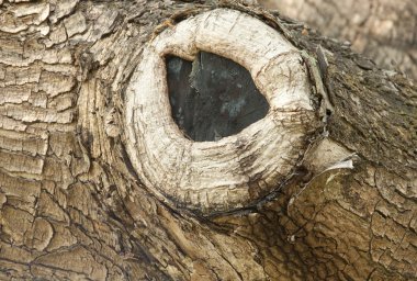 Ağaç kabuğu dokusu