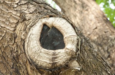 Ağaç kabuğu dokusu