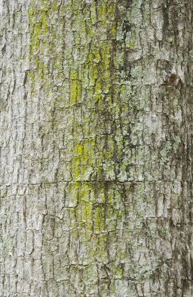 Textura de corteza de árbol — Foto de Stock