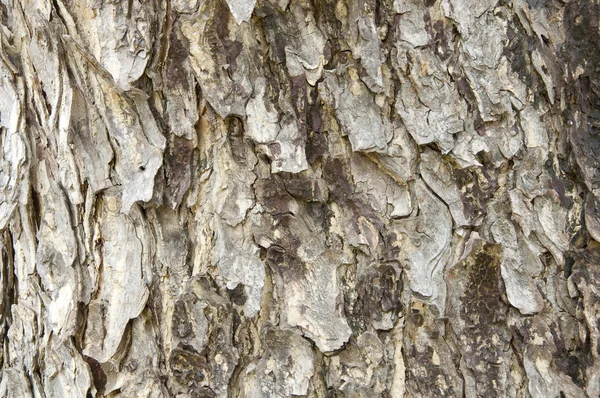 Tree bark texture — Stock Photo, Image