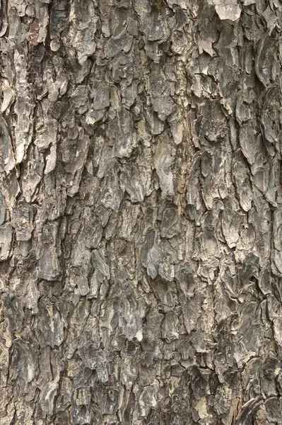 Textura da casca da árvore — Fotografia de Stock