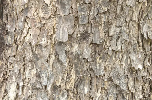 Textura da casca da árvore — Fotografia de Stock