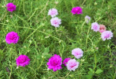 Moss Bahçe çiçek gül