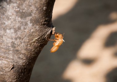 ağustosböceği tüy dökme ağaç üzerinde