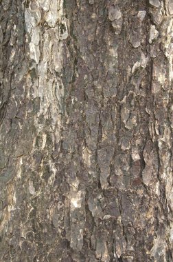 Ağaç kabuğu dokusu