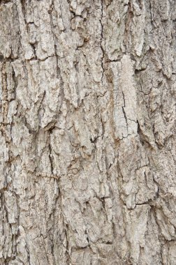 Ağaç kabuğu dokusu