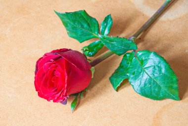 Arka plan üzerinde kırmızı gül