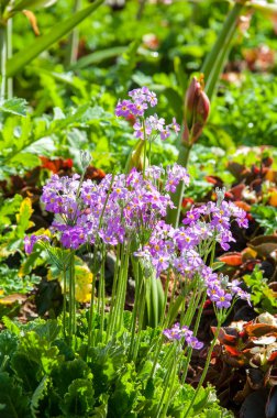 Bahçe arka planında güzel çiçek