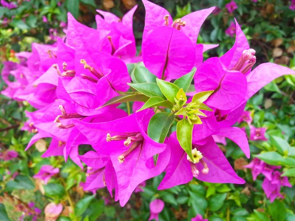 Бугенвиллия цветок в саду — стоковое фото