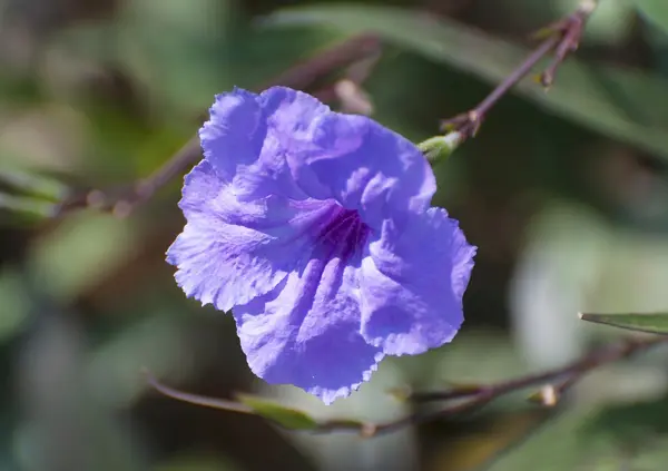 Feche flores roxas. ACANTHACEAE, Hygrophila erecta (Birmânia. )Hoc — Fotografia de Stock