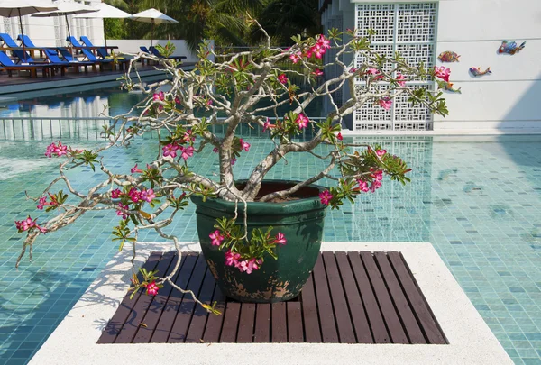 Bignonia çiçek, havuzu için dekorasyon