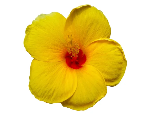 Beyaz arkaplanda izole edilmiş Hibiscus çiçeği
