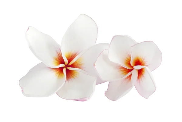 在白色背景上隔离的水仙花 — 图库照片