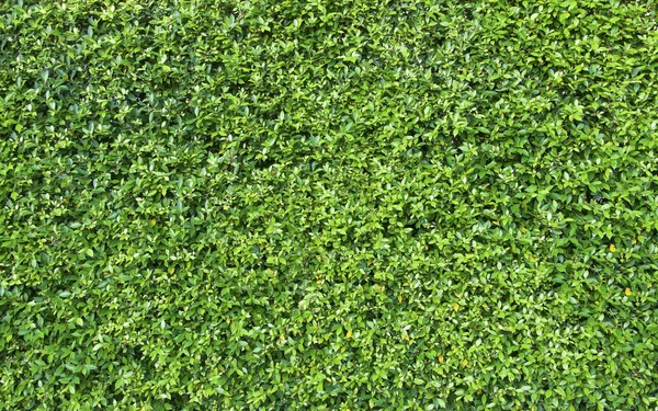 yeşil yapraklar arkaplan