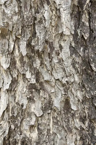 Ağaç kabuğu dokusu — Stok fotoğraf