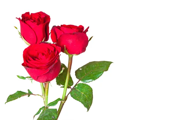白い背景に孤立した赤いバラ — ストック写真