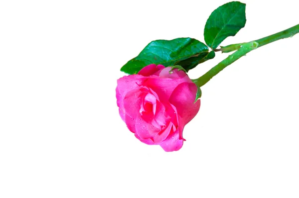 白い背景に孤立したピンクのバラ — ストック写真