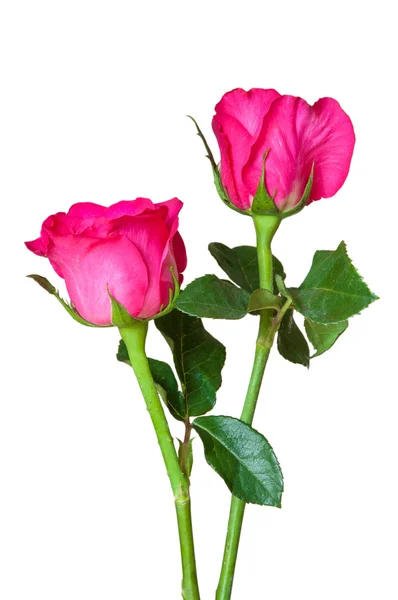 Beyaz arkaplanda izole edilmiş pembe güller