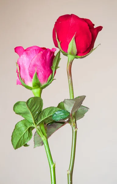 Roses sur fond — Photo