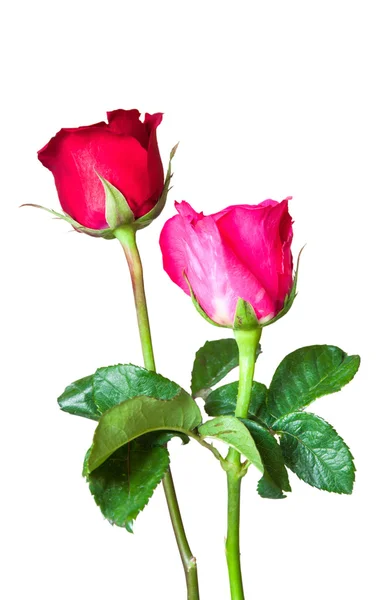 Rosas rojas aisladas sobre fondo blanco —  Fotos de Stock