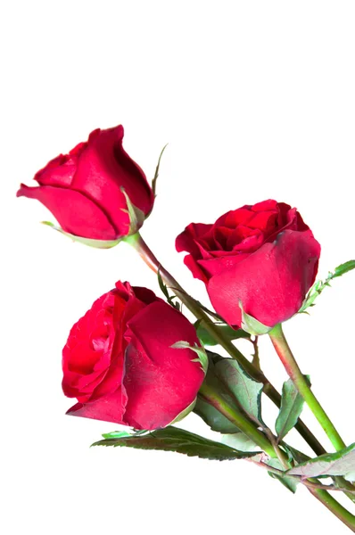 Tres rosas rojas aisladas sobre fondo blanco —  Fotos de Stock