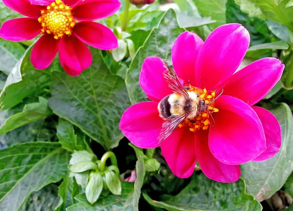 Бджола на рожевій квітці — стокове фото
