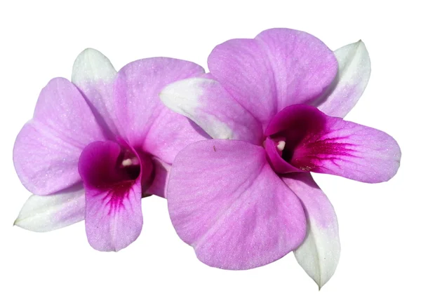Pembe orkide beyaz arkaplanda izole edildi