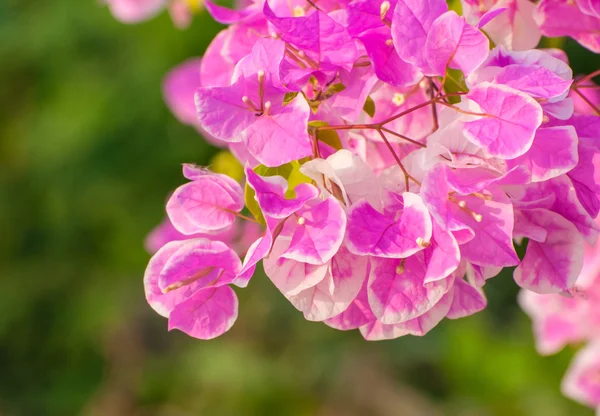 Pink Bougainvillea glabra Choisy — стоковое фото