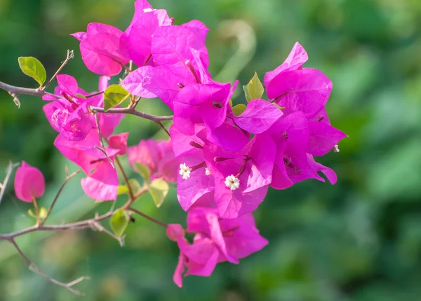 Rosa Bougainvillea glabra Choisy blomma — Stockfoto