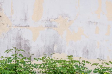 Soyulması boya ile eski duvar doku