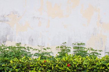 Soyulması boya ile eski duvar doku